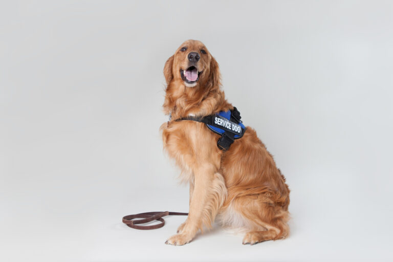15 of the Best Rescue and Service Dogs that Excel in Their Jobs