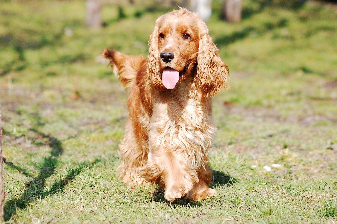 Cocker Spaniel: The Cheerful Companion (image credits: pixabay)
