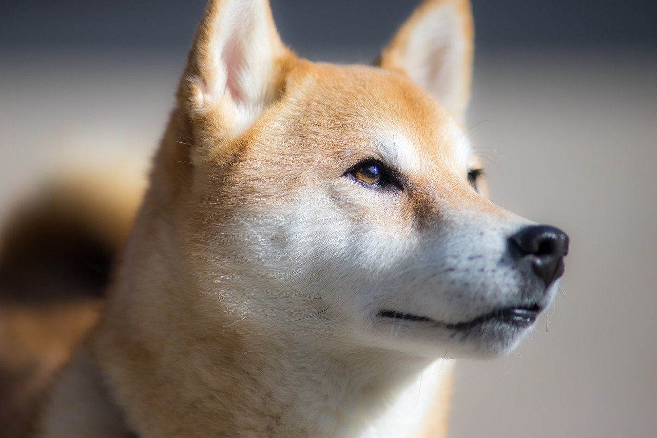 Shiba Inu: The Independent Spirit (image credits: pixabay)
