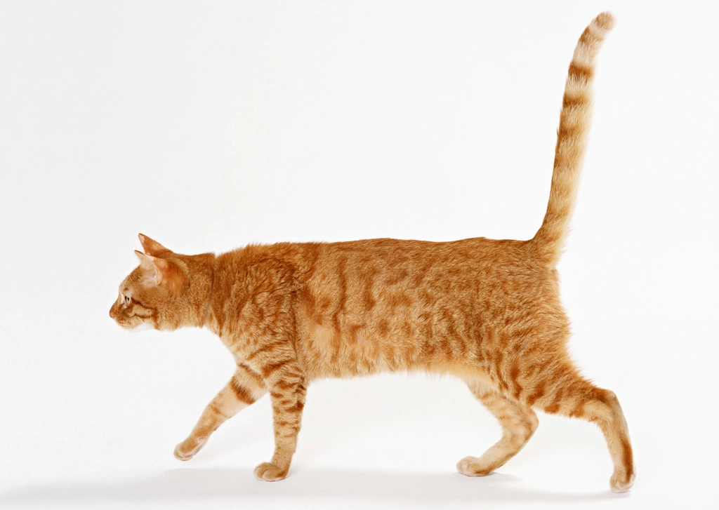 Tail Language (image credits: rawpixel)