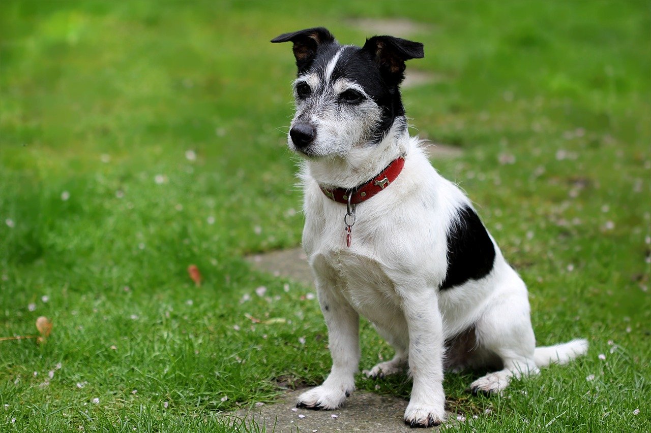 Territorial Tendencies of the Jack Russell Terrier (image credits: pixabay)