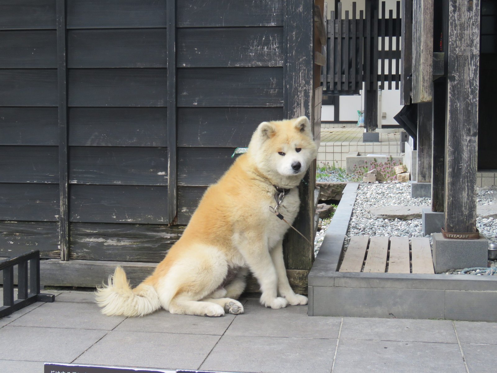 The Intense Loyalty of the Akita (image credits: wikimedia)