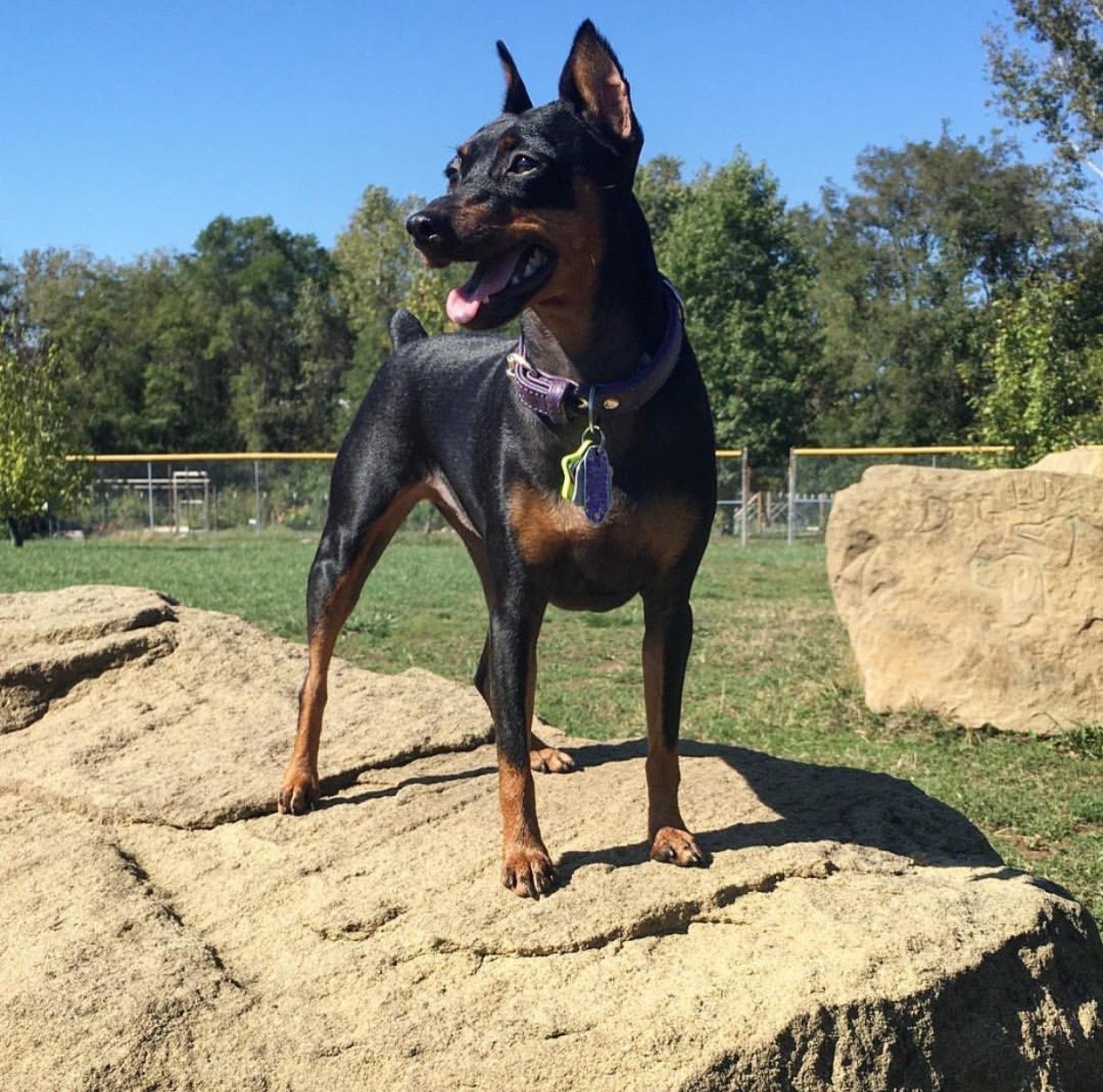 The Spirited Nature of the Miniature Pinscher (image credits: wikimedia)