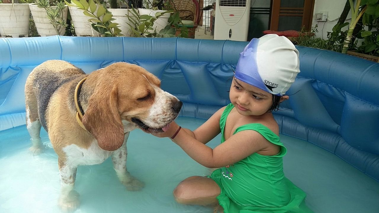 1. Affectionate Companions (image credits: wikimedia)