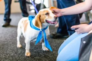 10 Perks of Having a Beagle in the Family