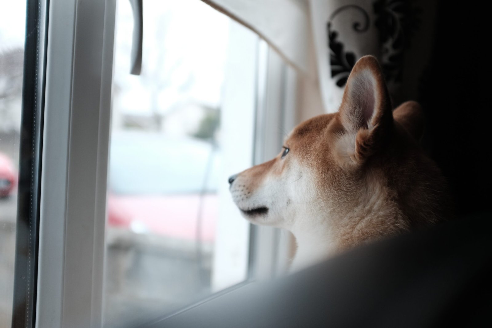 Separation Anxiety (image credits: wikimedia)
