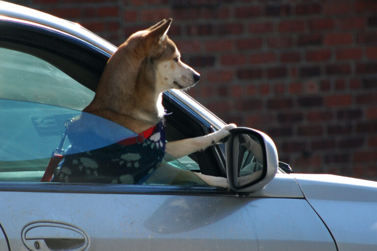 13 Things Every Dog Loves (And 7 They Just Cannot Tolerate)