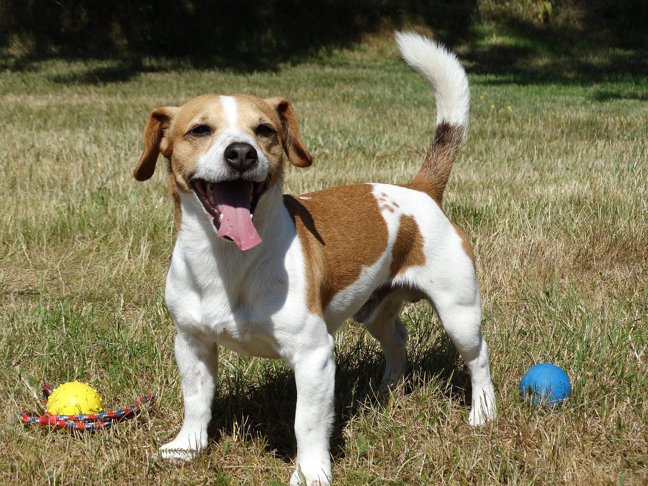 6. Jack Russell Terrier (image credits: pixabay)