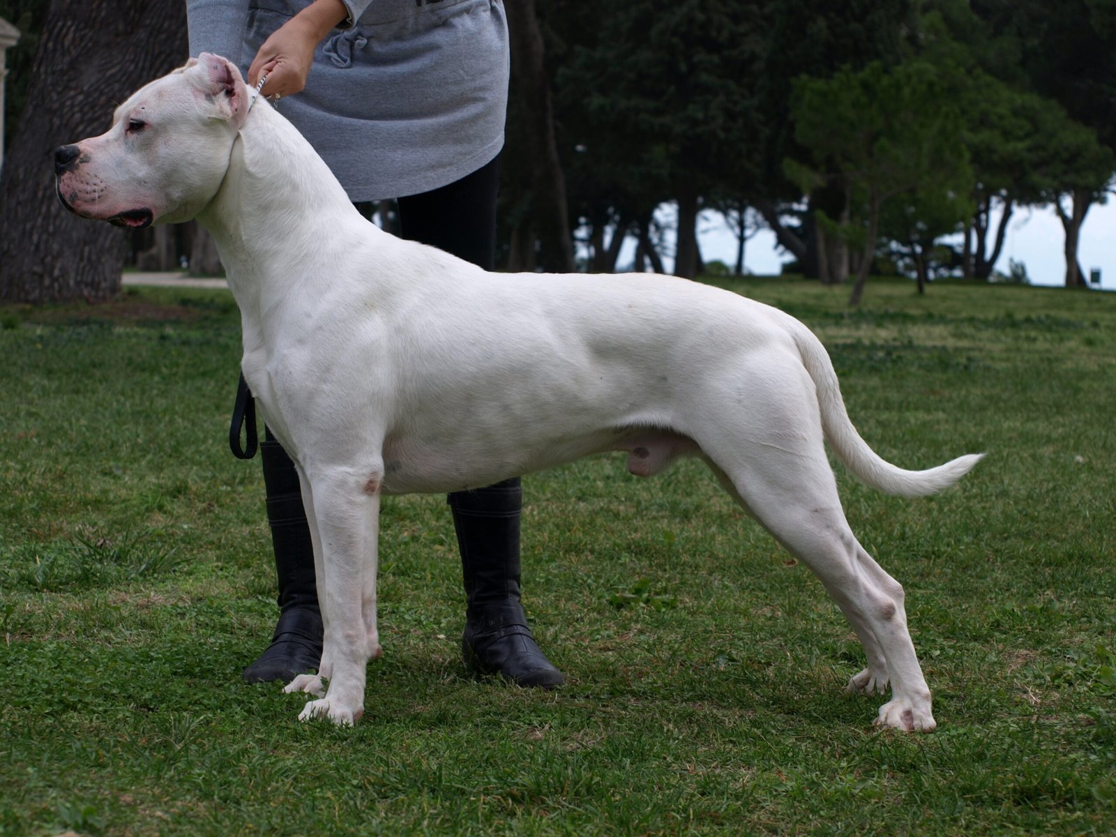 Dogo Argentino: The Fearless Hunter (image credits: wikimedia)