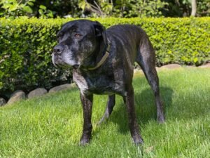 13 Ferocious Looking Dog Breeds That Deter Intruders Just By Looks Alone