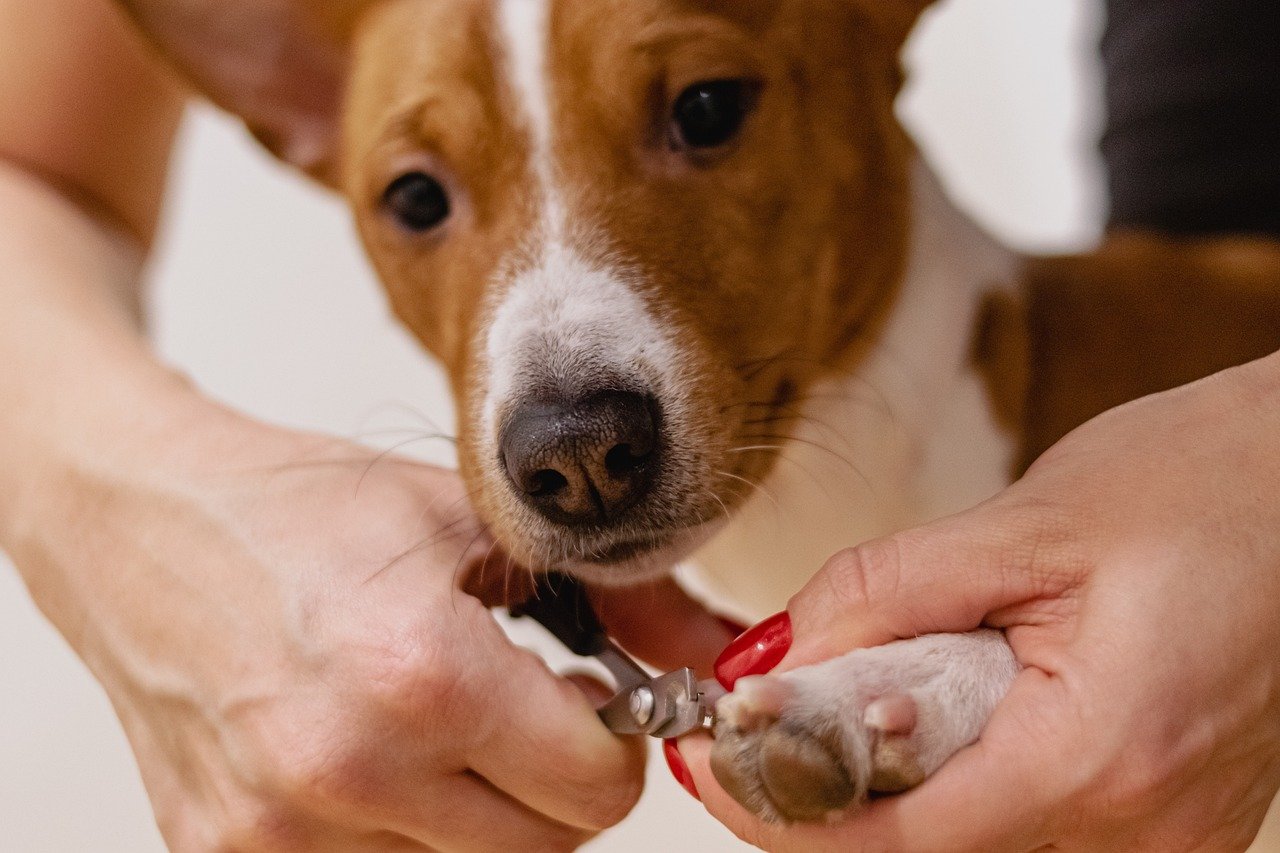 Nail Trimming (image credits: pixabay)