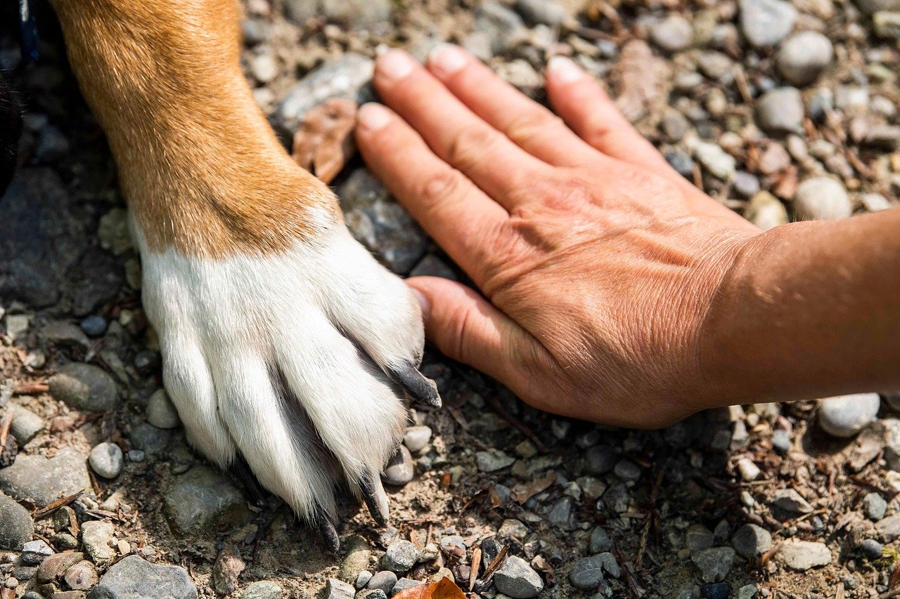 Paw Maintenance (image credits: pixabay)