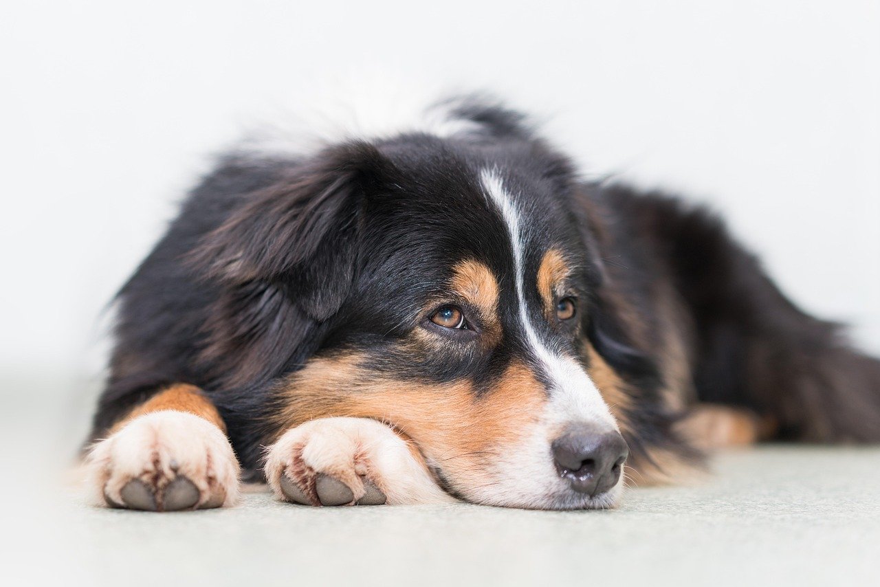 5. Australian Shepherd (image credits: pixabay)