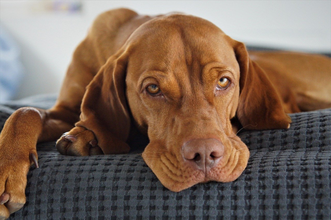 7. Vizsla (image credits: pixabay)