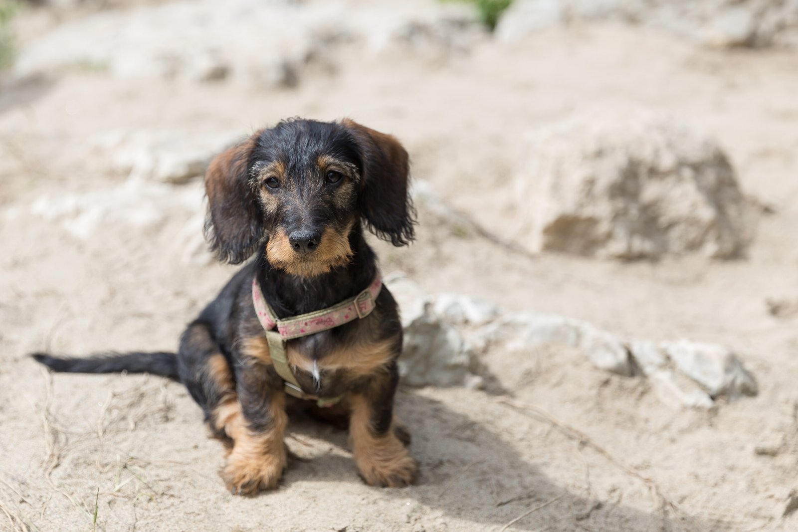 12. Dachshund (image credits: wikimedia)