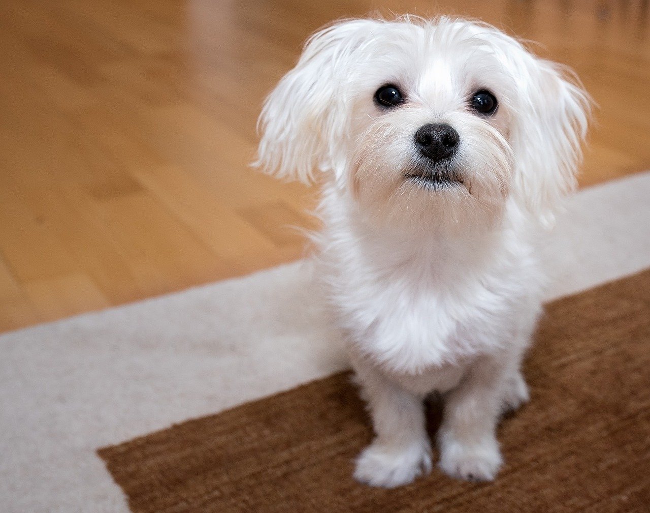 14. Maltese (image credits: pixabay)