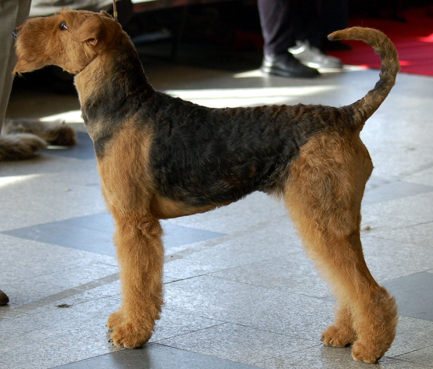 8. Resilient and Adaptable (image credits: wikimedia)