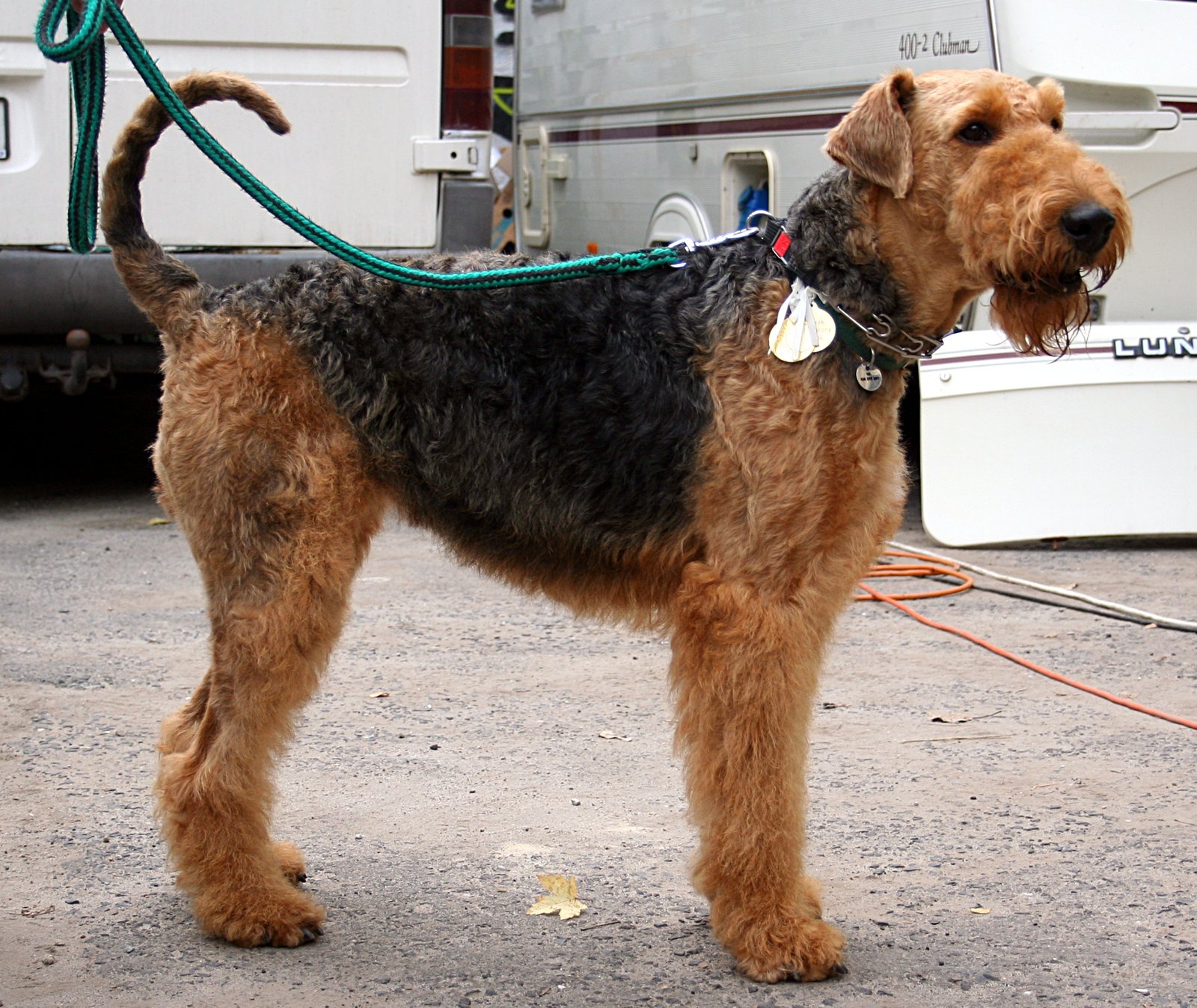 10. Grooming and Maintenance (image credits: wikimedia)