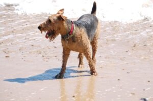 12 Airedale Terrier Traits That Thrive With a Versatile Family