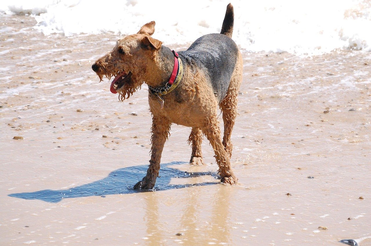 12 Airedale Terrier Traits That Thrive With a Versatile Family