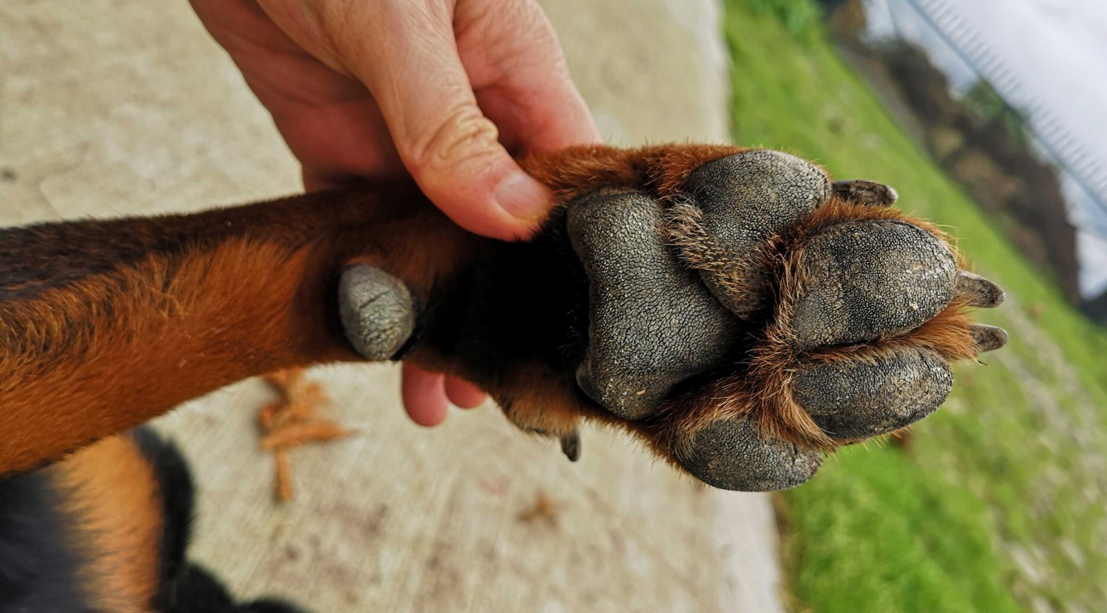 Acclimate Your Dog to Handling (image credits: wikimedia)
