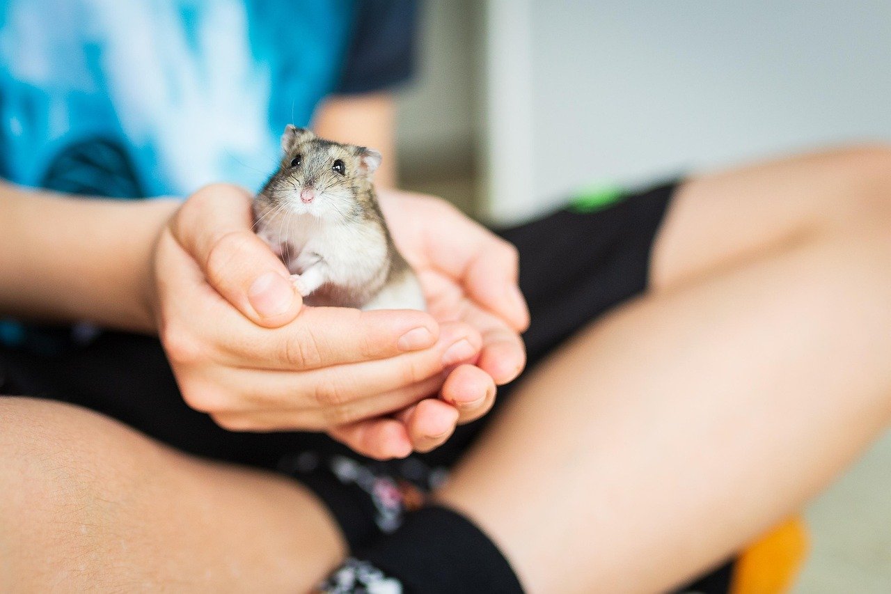 1. Hamsters: Tiny Balls of Fluff (image credits: pixabay)