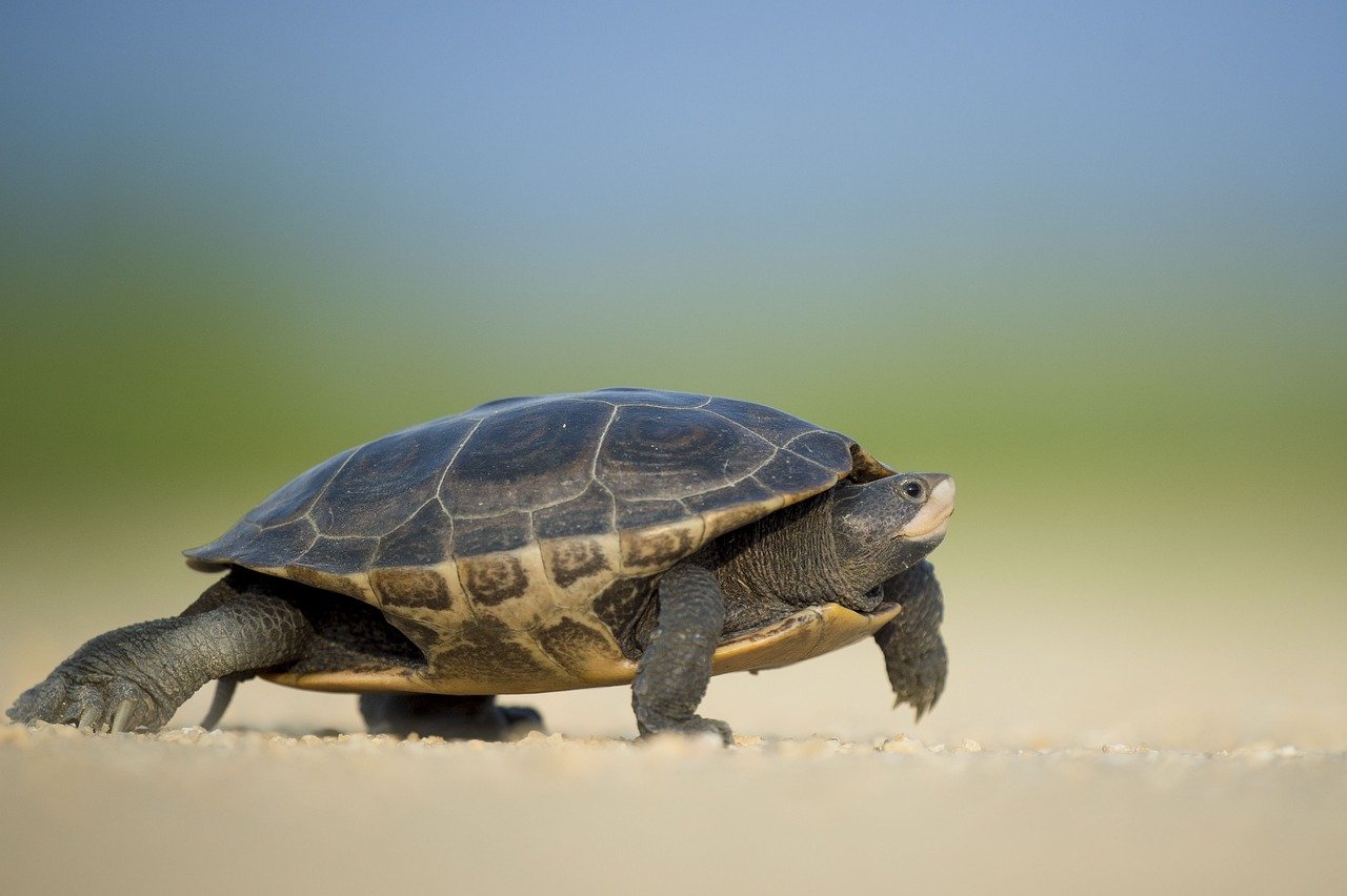 4. Turtles: Slow and Steady Companions (image credits: pixabay)
