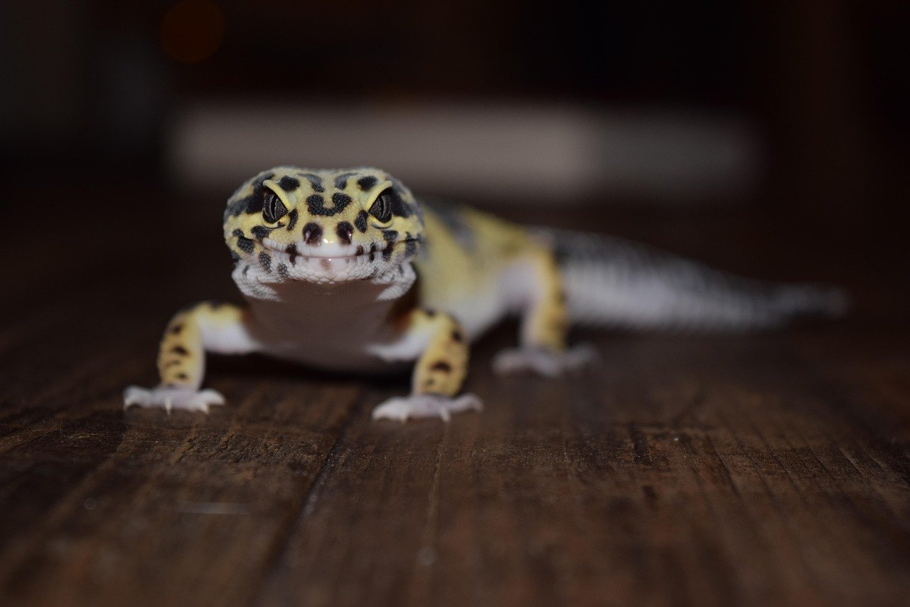 5. Leopard Geckos: Quiet and Captivating (image credits: pixabay)