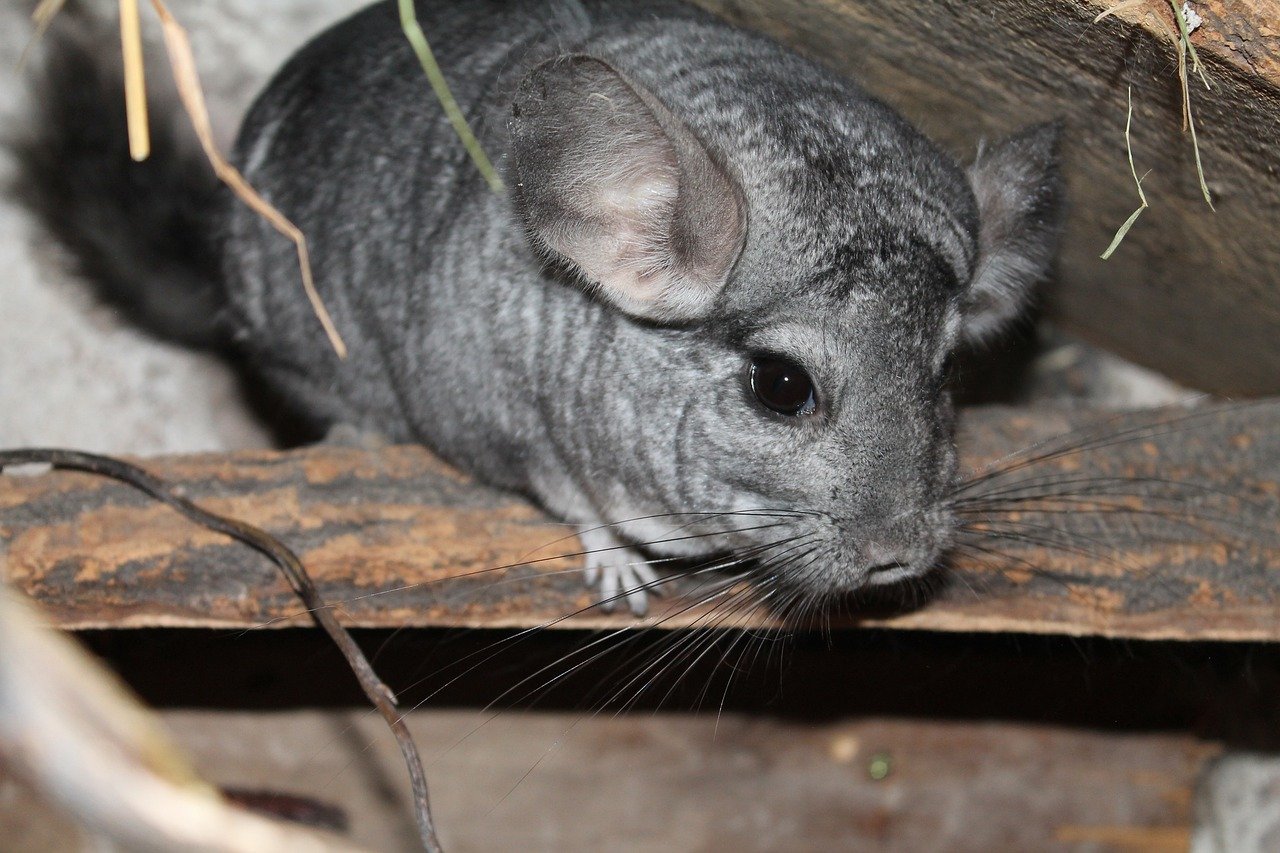 6. Chinchillas: Soft and Playful (image credits: pixabay)