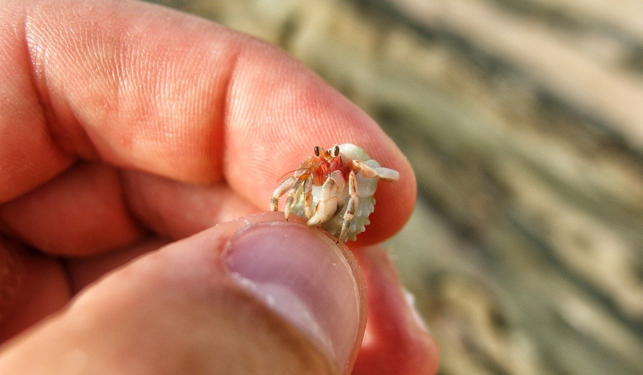 7. Hermit Crabs: Unique and Low-Key (image credits: pixabay)