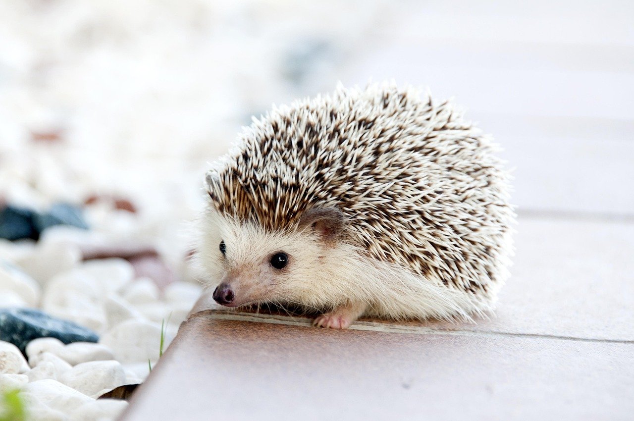 10. Hedgehogs: Quirky and Independent (image credits: pixabay)