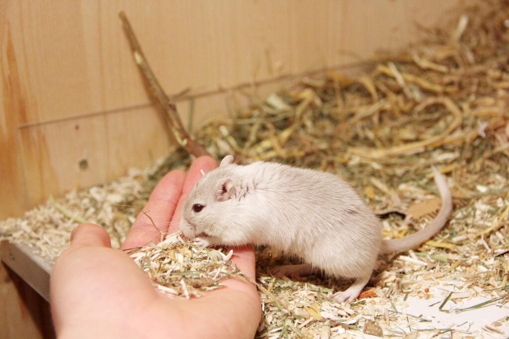 10 Small Animals Perfect for Introverted Owners Seeking Quiet Companions