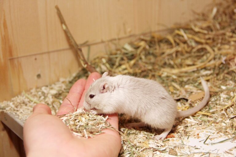 10 Small Animals Perfect for Introverted Owners Seeking Quiet Companions