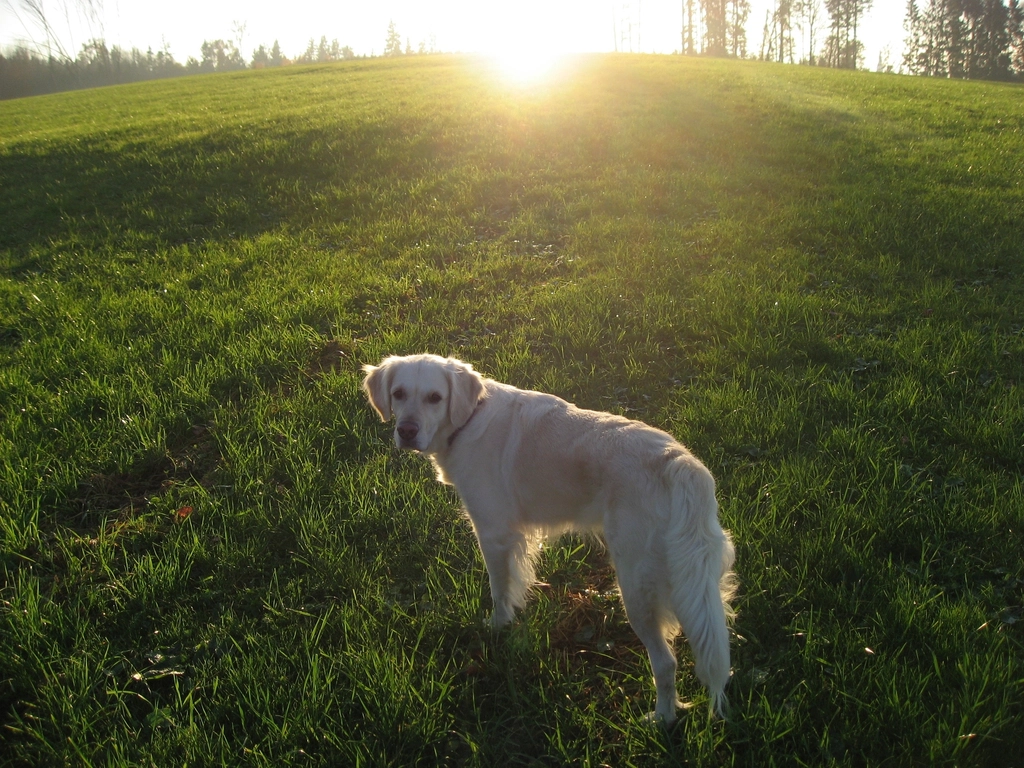 Casual Walkers: Labradors Enjoy the Leisurely Strolls (image credits: rawpixel)