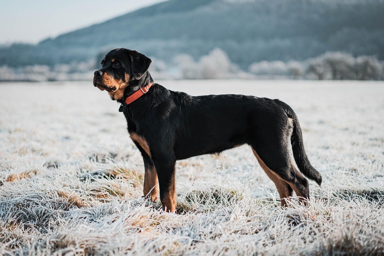 Homebodies: Rottweilers Value Family Time (image credits: pixabay)