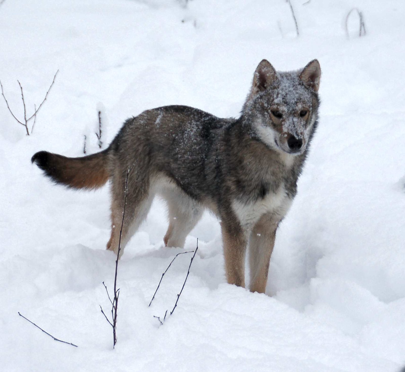 Tamaskan: The Wolf Lookalike (image credits: wikimedia)