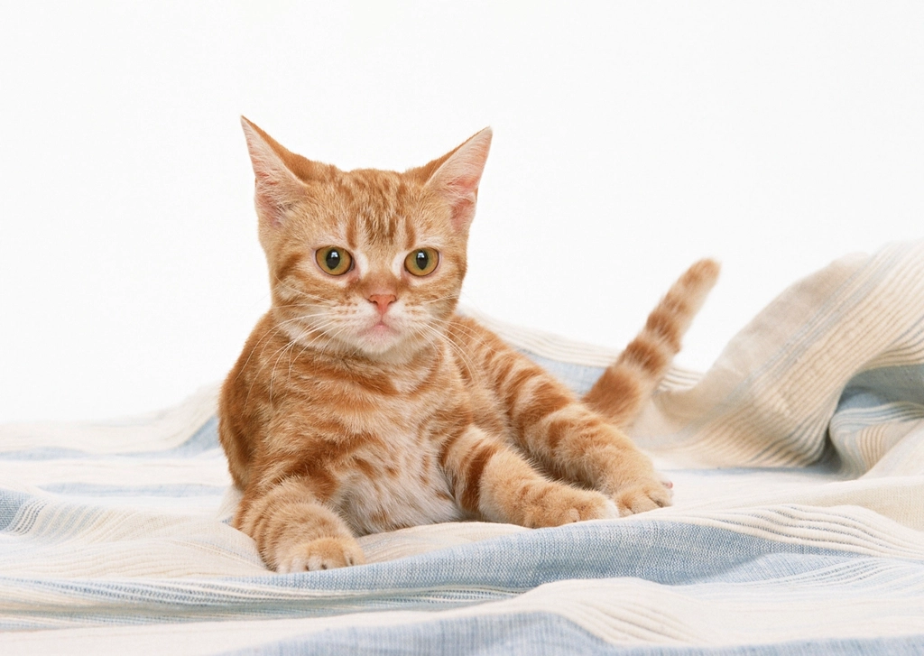 Neglecting to Research Breed Characteristics (image credits: rawpixel)