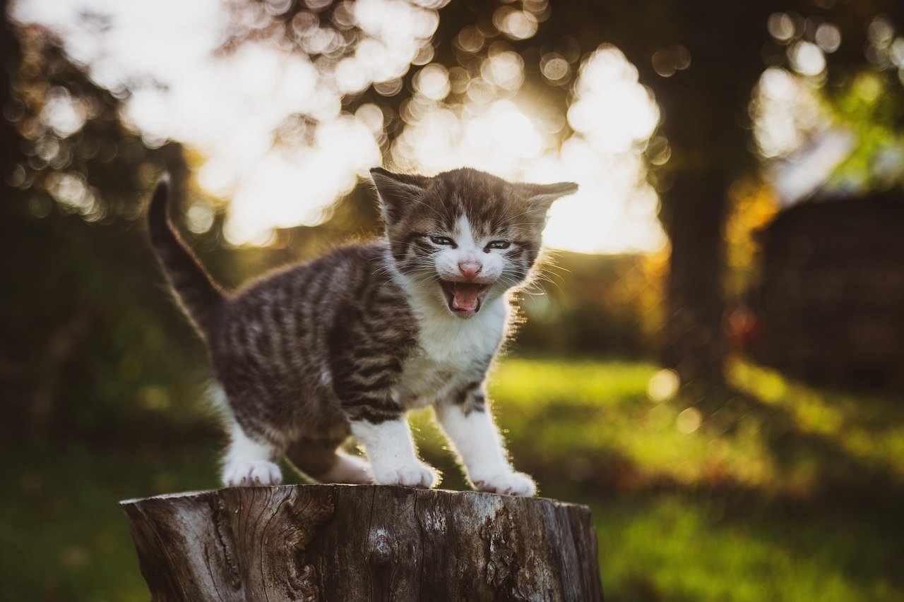 Overlooking the Importance of Play (image credits: pixabay)