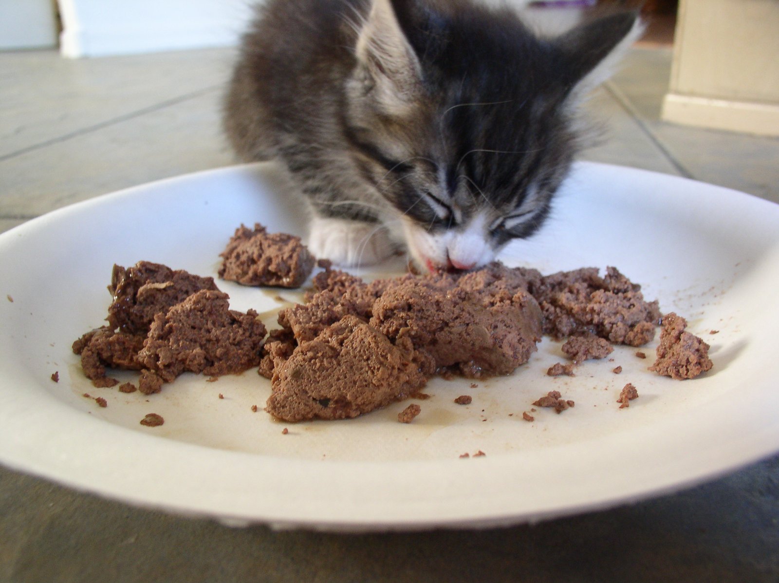 Feeding an Inappropriate Diet (image credits: wikimedia)