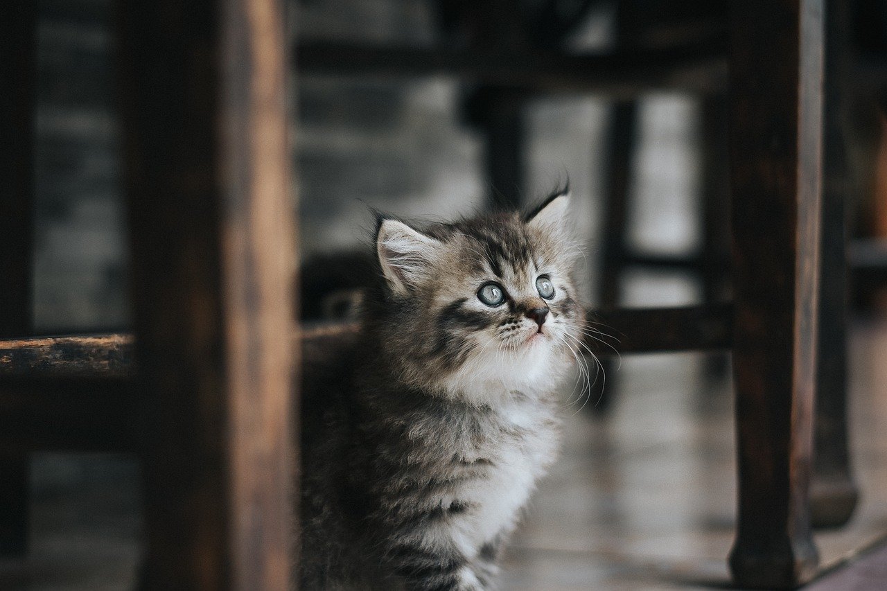 Failing to Kitten-Proof the Home (image credits: pixabay)
