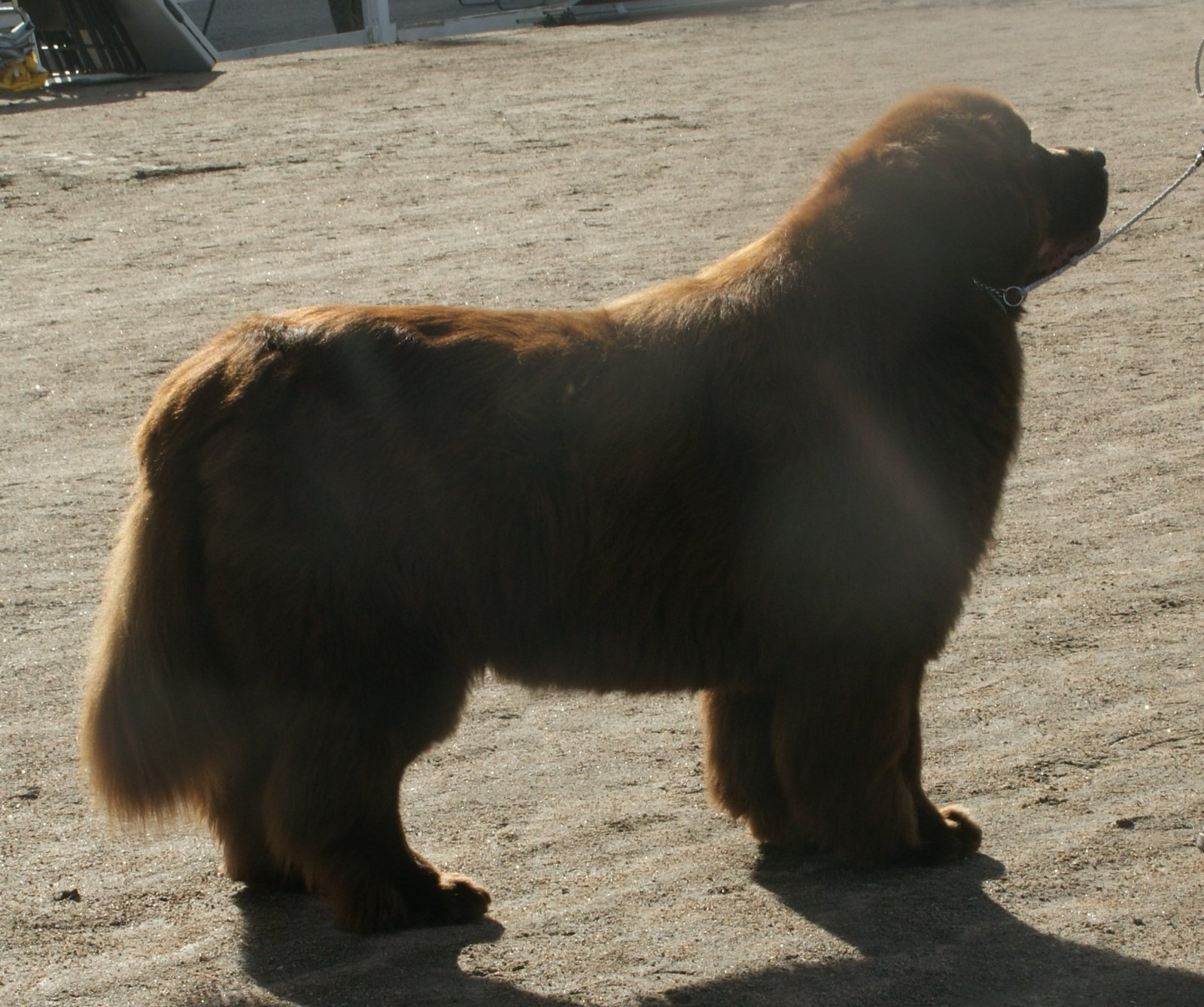 Newfoundland (image credits: wikimedia)