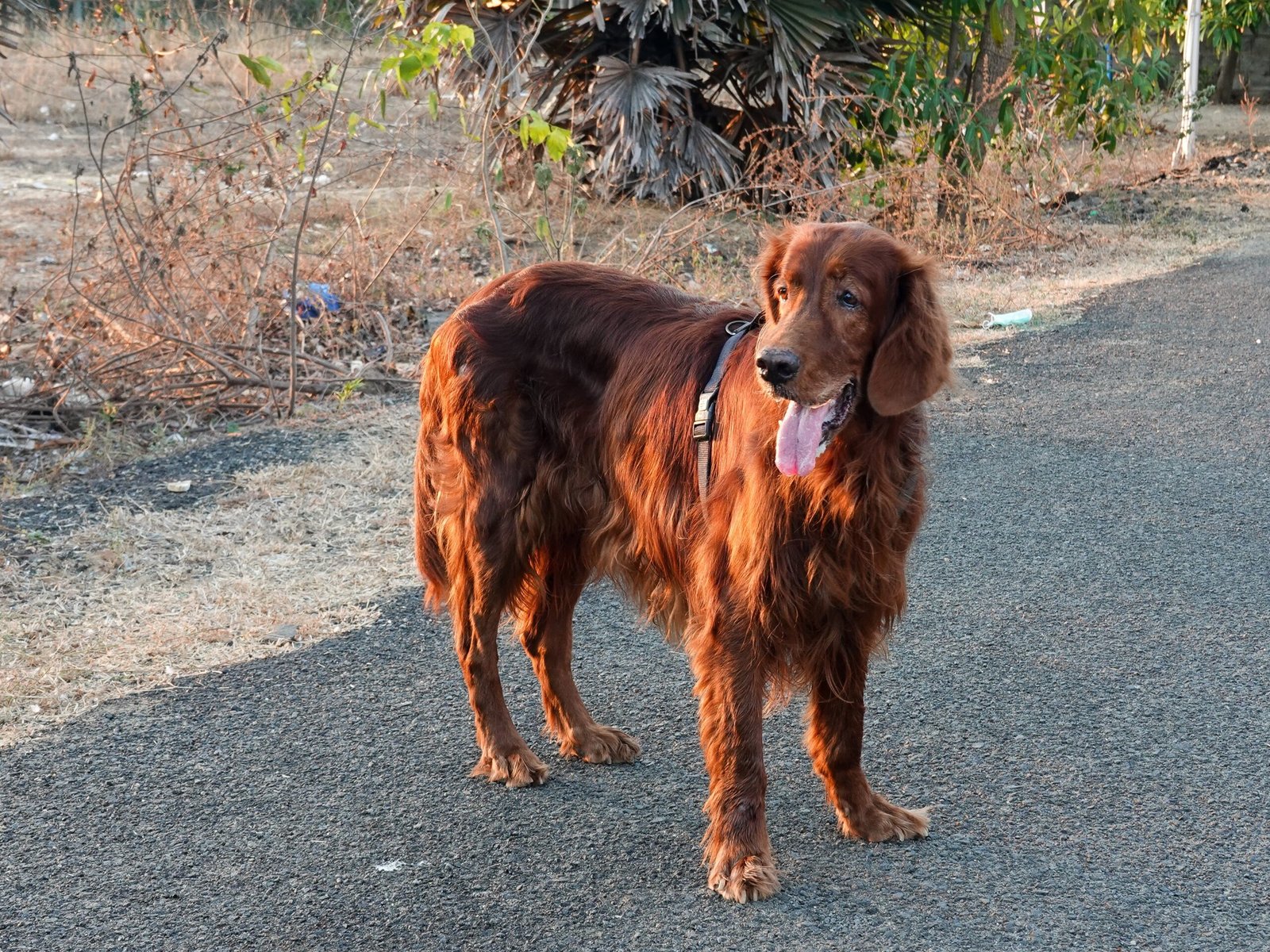 Irish Setter (image credits: wikimedia)