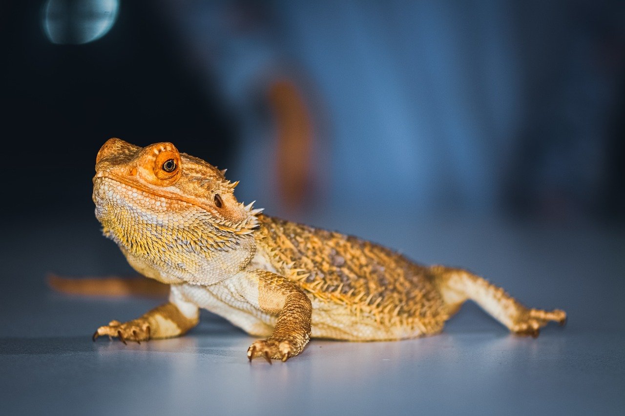 Bearded Dragons: The Gentle Giants (image credits: pixabay)