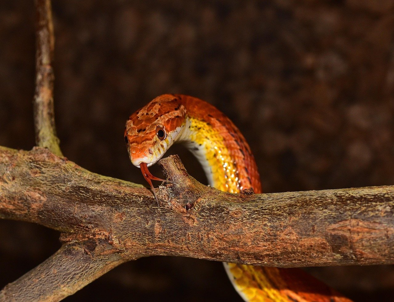 Corn Snakes: The Colorful Companions (image credits: pixabay)