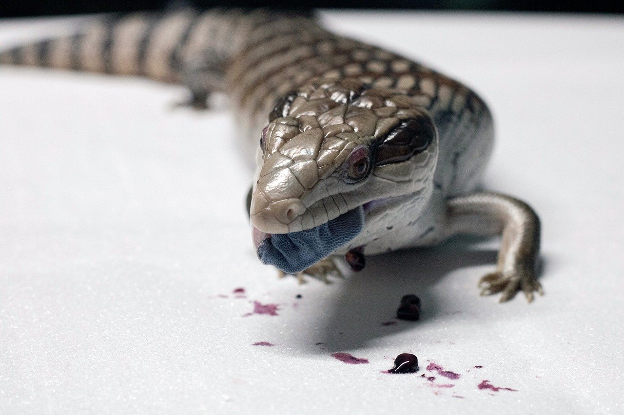 Blue-tongued Skinks: The Curious Explorers (image credits: pixabay)