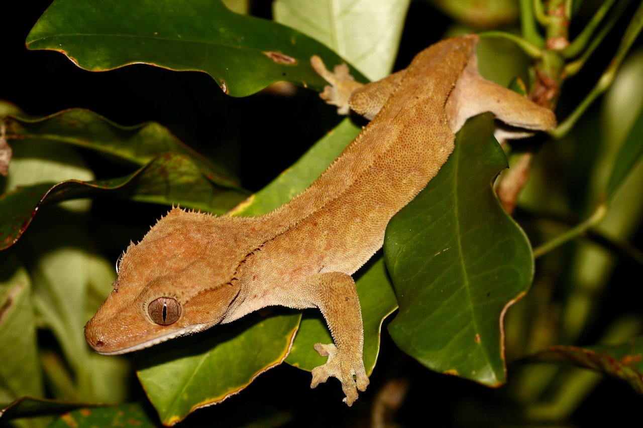 Crested Geckos: The Climbing Connoisseurs (image credits: wikimedia)