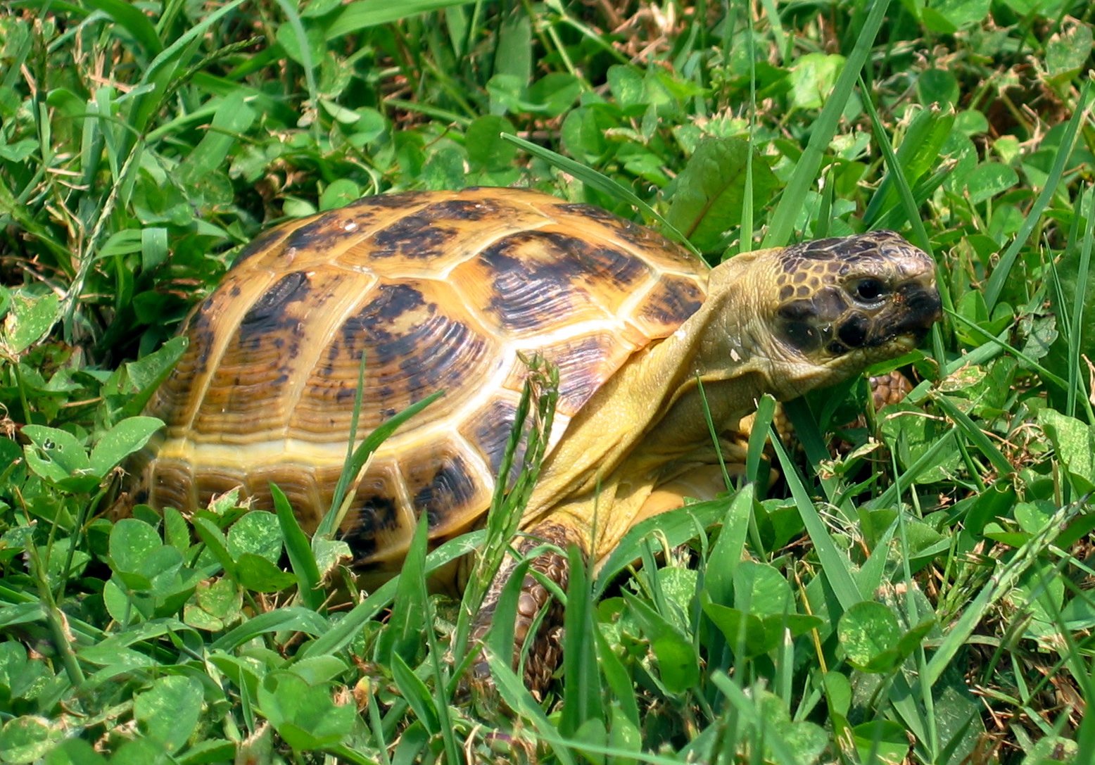 Russian Tortoises: The Slow and Steady Friends (image credits: wikimedia)