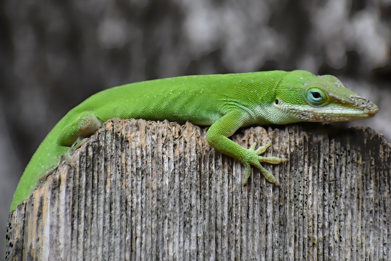 Green Anoles: The Lively Performers (image credits: pixabay)