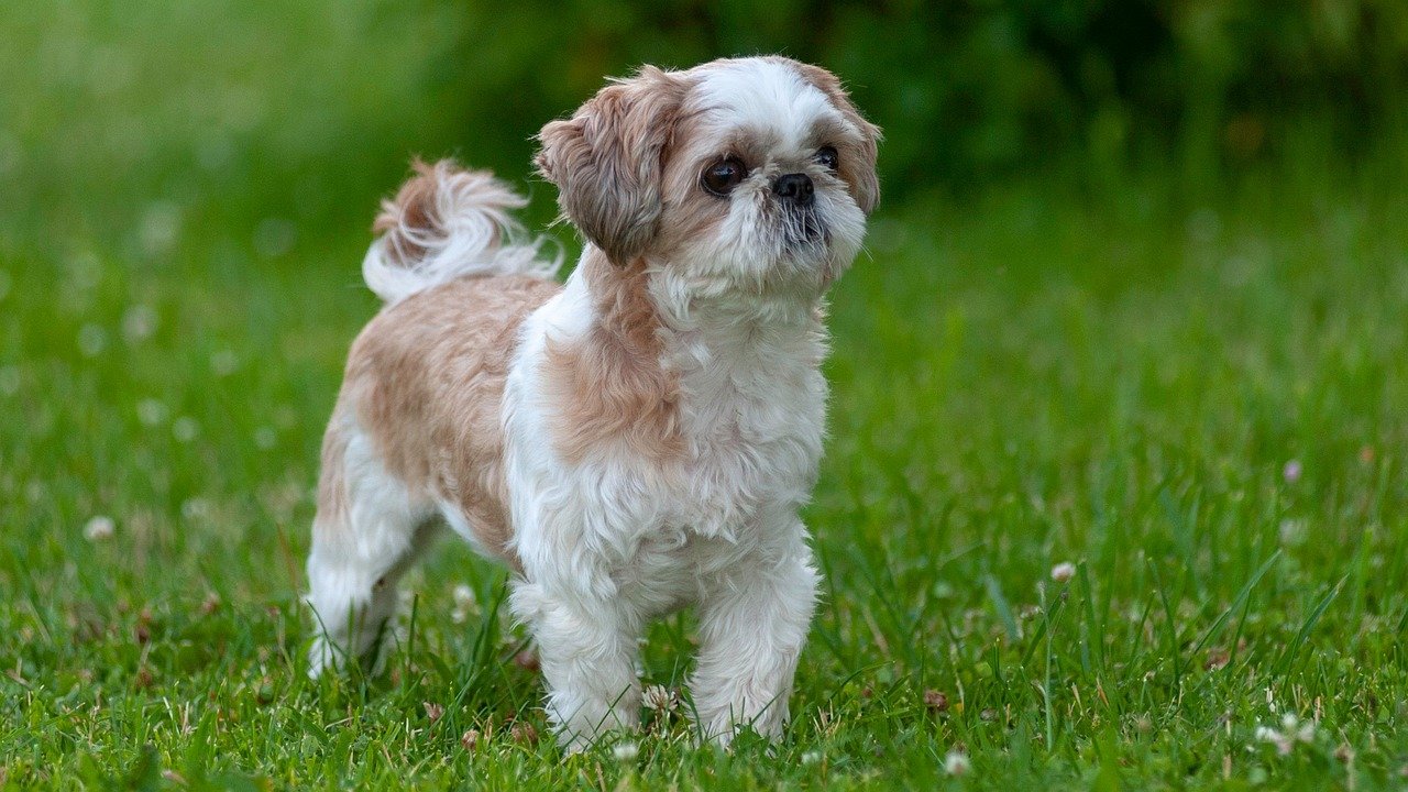 Shih Tzu: The Little Lion Dog (image credits: pixabay)