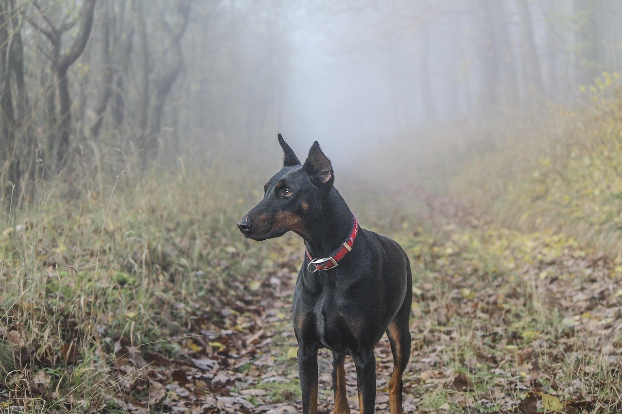 Doberman Pinscher: The Elegant Guardian (image credits: pixabay)